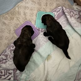 Leonberger Puppies from Desert Magick Leonbergers