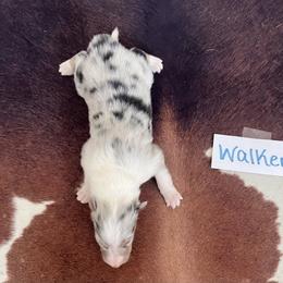 Collie Puppies from A/K Rough Collies