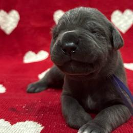 Blitzen - Gray female Cane Corso puppy in Utah from 3Lake Kennelz