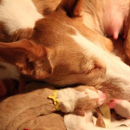 Ibizan Hound and Manchester Terrier Puppies from Dugualla