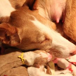 Ibizan Hound and Manchester Terrier Puppies from Dugualla
