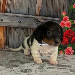 Black and Tan Piebald Male Longhair Blue Collar - Black and tan male Dachshund puppy in Cleveland, Tennessee from Kelly's Doxie Farm