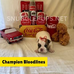 Palo - Lilac tri-color male Bulldog puppy in Tremonton, Utah from Snuggle Pups