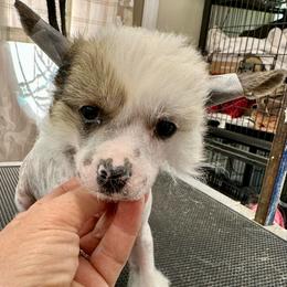 Vhhl boy - White male Chinese Crested puppy in Rockvale, Tennessee from Cosmic Chinese Cresteds & Wind-Echo Poodles