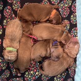 Green Female - Apricot female Goldendoodle puppy in Great Falls, Montana from Montana Goldendoodles