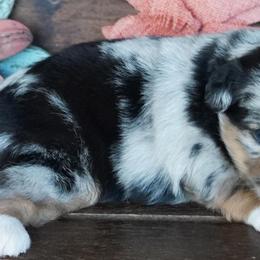 Blue Merle Female 2 - Blue merle female Miniature Australian Shepherd puppy in Lawton, Oklahoma from Lindsey’s Aussies