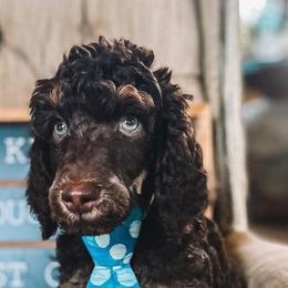 Goldendoodle and Poodle Puppies from Rolling Oak Doodles