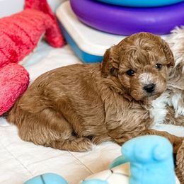 Girl 1 - Red female Aussiedoodle puppy in Arlington, Washington from Doodle Love Laugh