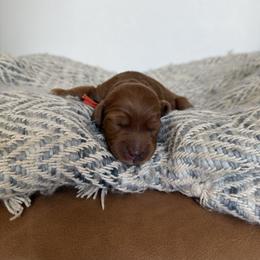 Orange Blossom has her own genetic testing - Red  female Goldendoodle puppy in St. George, Utah from Dashing Doodle Pups