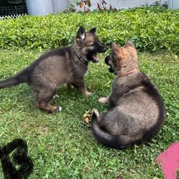 Black collar - Sable female German Shepherd puppy in Westport, Massachusetts from Lori's German Shepherds