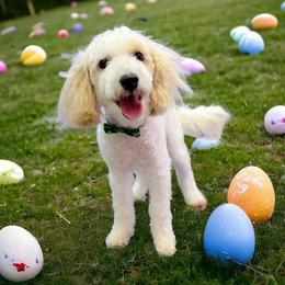 Rindy - Goldendoodle