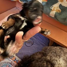 Bernedoodle puppies from Lost Coast Bernese Mountain Dogs