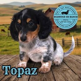 TOPAZ - Piebald male Dachshund puppy in Columbia, Louisiana from Diamond 5R Ranch AKC & CKC Miniature Dachshunds