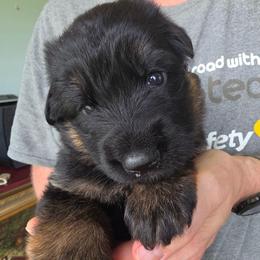 Blessing - Black and red female German Shepherd puppy in Columbus, Indiana from Stony Lonesome GSD
