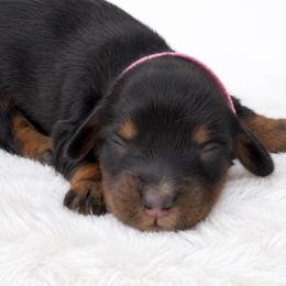 Athena - Black and tan female Dachshund puppy in Fredricktown, Missouri from Ivy Cream Dachshunds