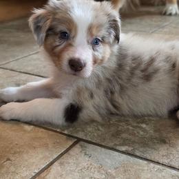Malibu Girl7 - Red merle female Australian Shepherd puppy in Solon, Maine from Mountain Range Australian Shepherds