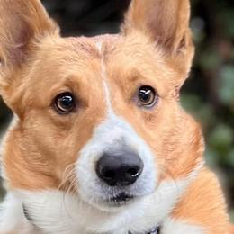 American Corgis and Pembroke Welsh Corgis from Teri's Corgis