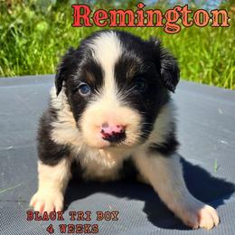 Remington - Black tri-color male Australian Shepherd puppy in Abilene, Texas from S&K Aussies N' Rotties
