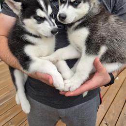 Siberian Husky Puppies from Nikolay Veltchev