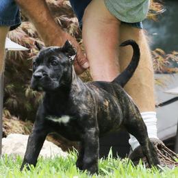 Orange Collar - Tiger female Perro de Presa Canario puppy in Pocahontas, Illinois from Cabeza Grande Kennel
