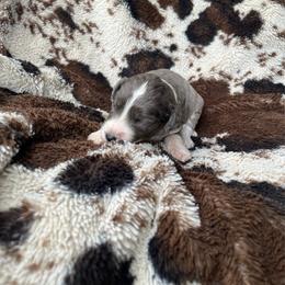 Panama - Blue merle female Aussiedoodle puppy in Cleveland, Tennessee from C&S Kennels