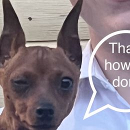 Umbreon - Miniature Pinscher