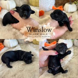 Winslow - Black and white male Cockapoo puppy in Lafayette, Louisiana from Kinkade Kennels
