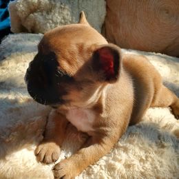 French Bulldog Puppies from Bennett’s Bullies