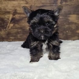 Ebony - Parti female Yorkshire Terrier puppy in Mountain Grove, Missouri from Precious Puppies