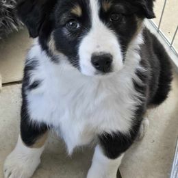 Hugs - Miniature American Shepherd puppy from 74 Ranch Minis
