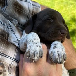 Huck - Liver and white male German Shorthaired Pointer puppy in Worland, Wyoming from Juniper Ridge Pointers