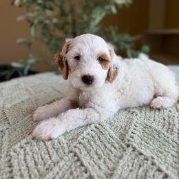 Colin - Parti male Goldendoodle puppy in Barstow, California from Golden Desert Doodles