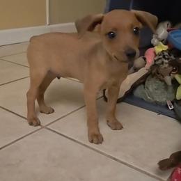 Kipper - Red male Miniature Pinscher puppy in Ethridge, Tennessee from Liberty Hill Farm