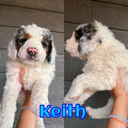 Bernedoodle Puppies from Over the Moon Poodles and Doodles