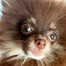 Delightful Dallas Doll aka Dolly - Chocolate female Pomeranian puppy in East Mountain, Texas from Fairchild Fancy Pomeranians and Coachella Pomeranians