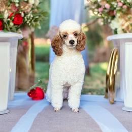 Sparkling Rosé - Poodle