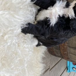 Bernedoodle Puppies from Oodles of Doodles