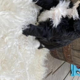 Bernedoodle Puppies from Oodles of Doodles