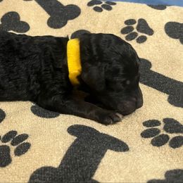 Yellow boy - Silver male Poodle puppy in East Wenatchee, Washington from Stylish Standards