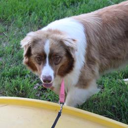 Myka - Australian Shepherd