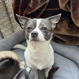Shelby - Chihuahua