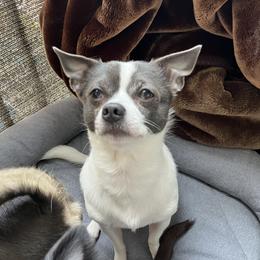 Shelby - Chihuahua
