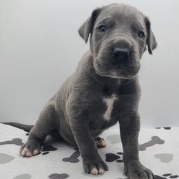 Bodhi - Blue male Great Dane puppy in Kannapolis, North Carolina from Carolina Great Danes & Toy Poodles