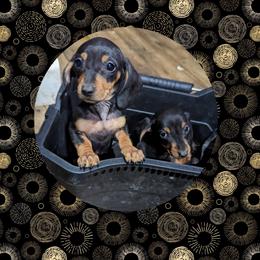 Dachshund Puppies from Valhallah Farms