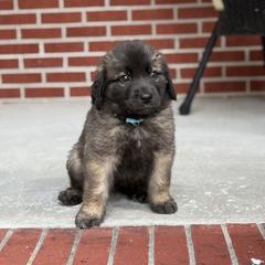 Girl 3 (Bubbles) - Reddish brown female Leonberger puppy in Manchester, Tennessee from Bois D’Arc Leonbergers