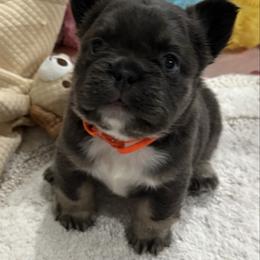 Finley - Blue female French Bulldog puppy in Greenville, Texas from Lovey’s Frenchies