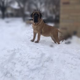 Mastiff All Grown Up from M K Mastiffs