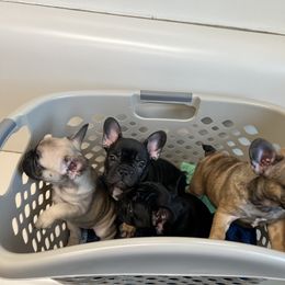 French Bulldog Puppies from Stratton Kennel