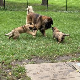 Leonberger Puppies from Leonberger Puppies at Harris Acres