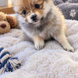 Cookie - Beaver sable female Pomeranian puppy in Newport News, Virginia from Itty Bitty Poms